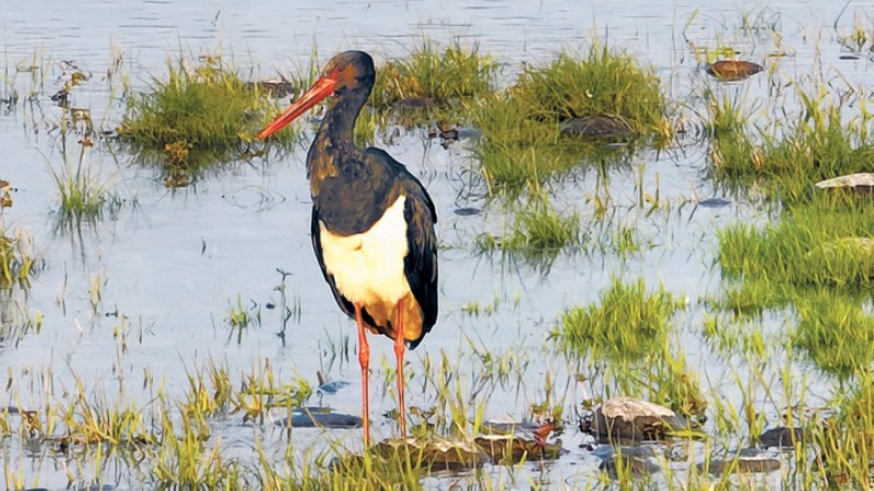 Rare wild black stork spotted in Yongchuan district, SW China’s Chongqing for first time