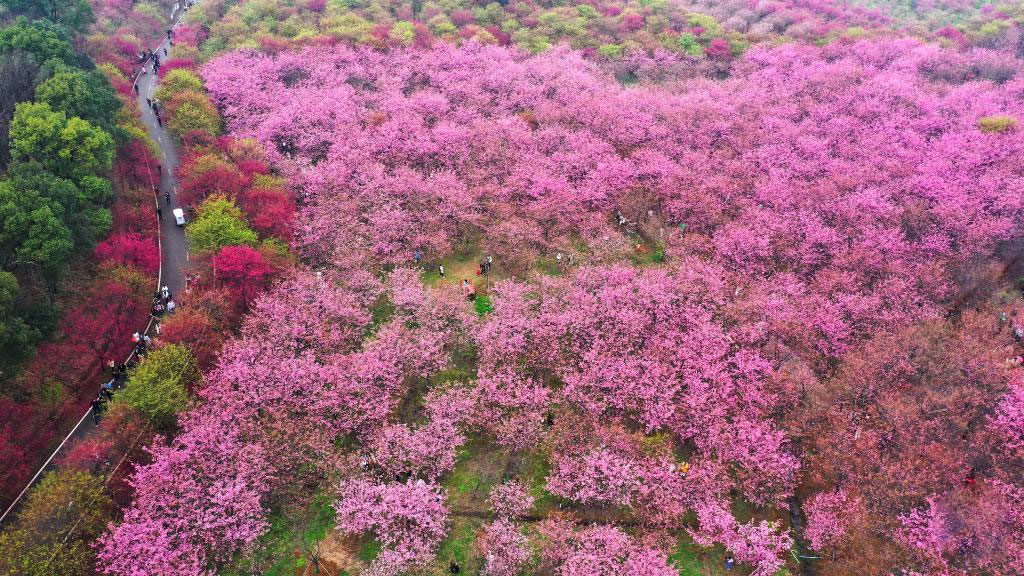 Scenery of cherry blossoms in Hunan, C China
