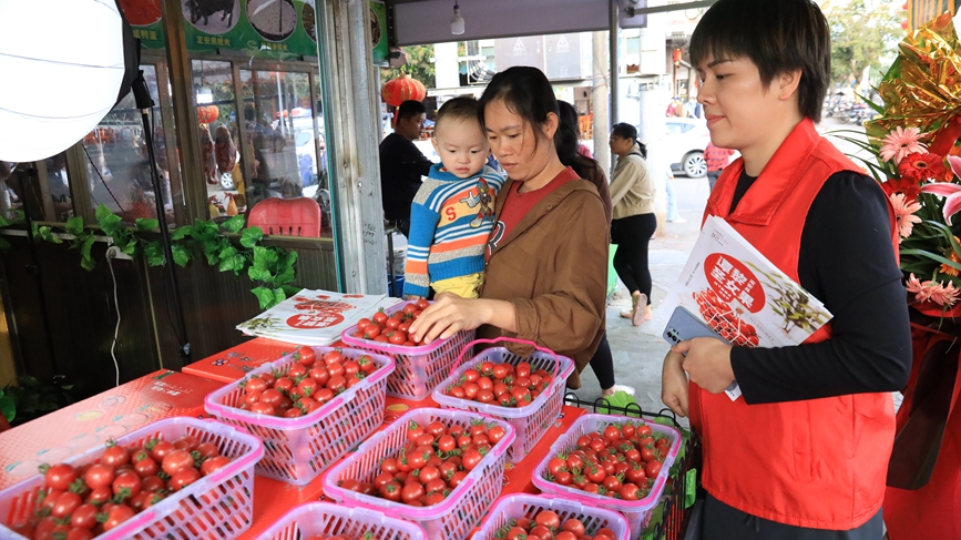 Cherry tomatoes increase incomes for growers in S China's Hainan