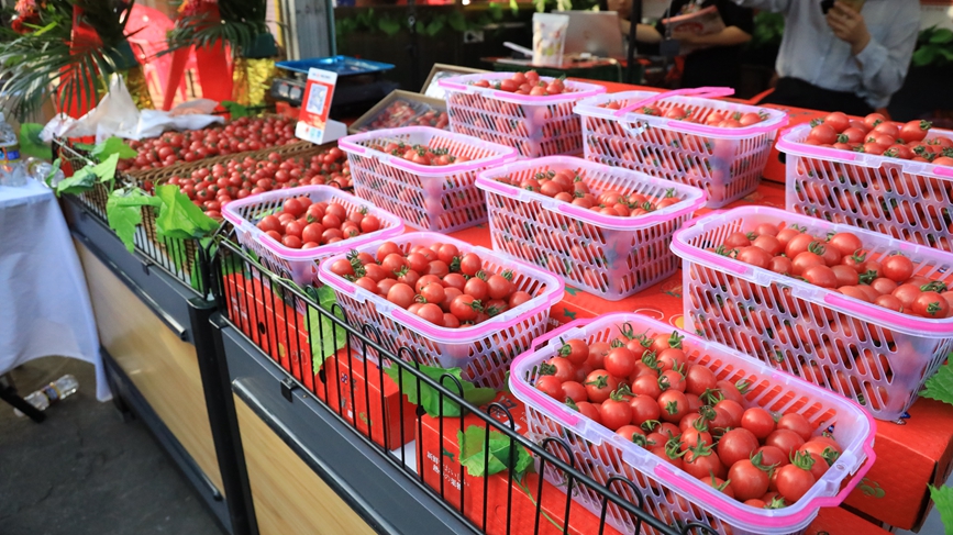 Cherry tomatoes increase incomes for growers in S China's Hainan