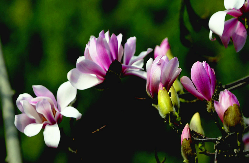 400-year-old saucer magnolia tree blossoms in Hanzhong, NW China’s Shaanxi