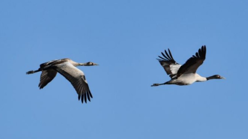 Population of black-necked cranes surpasses 10,000 in Tibet, China