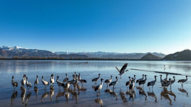 Population of black-necked cranes surpasses 10,000 in Tibet, China