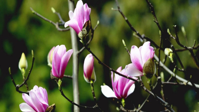 400-year-old saucer magnolia tree blossoms in Hanzhong, NW China’s Shaanxi