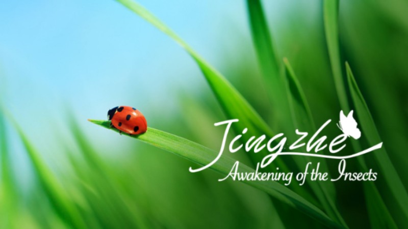 Chinese solar term Awakening of Insects: Earth's 'morning alarm'