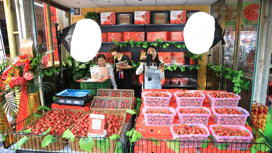 Cherry tomatoes increase incomes for growers in S China's Hainan