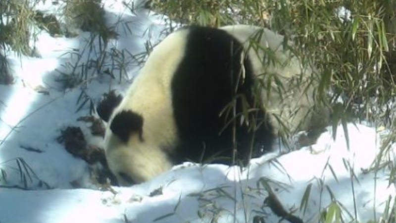 Courtship of wild giant pandas spotted in SW China