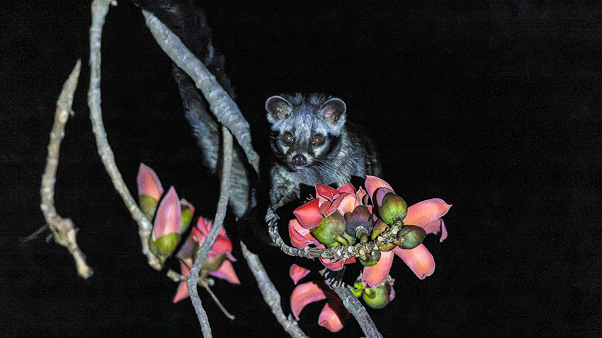 Asian palm civet forages kapok flowers in SW China’s Yunnan