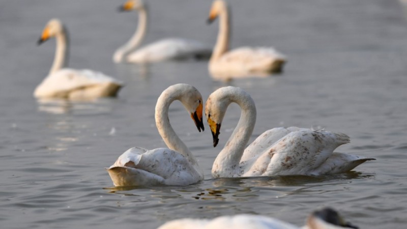16,000 wintering swans in north China wetland returning to Siberia