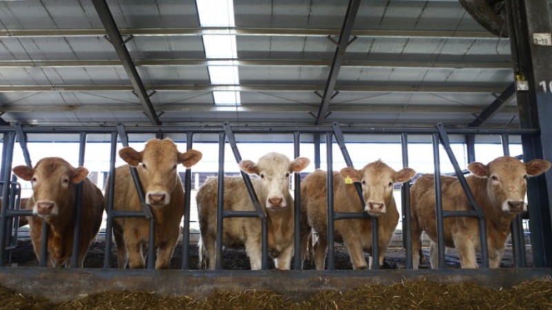 Chinese team improves animal genomic breeding technology