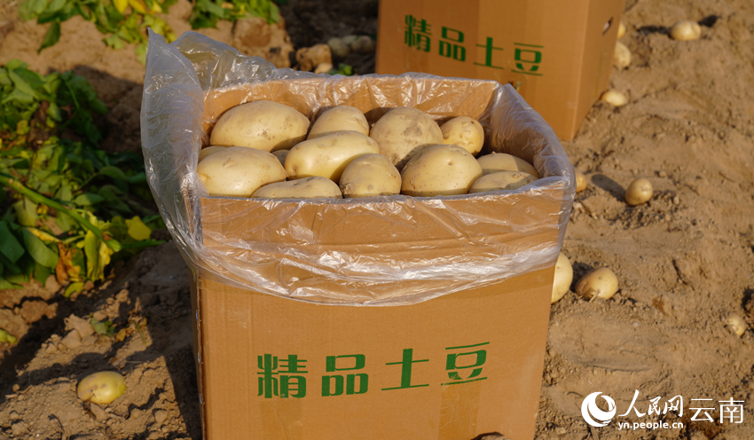 Winter potatoes enter harvest season in SW China’s Yunnan