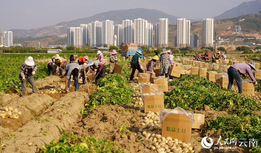 Winter potatoes enter harvest season in SW China’s Yunnan