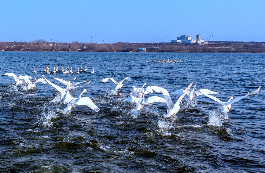 Swans appear at national wetland park in C. China’s Henan