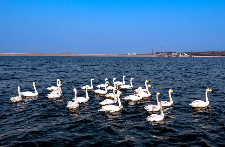 Swans appear at national wetland park in C. China’s Henan