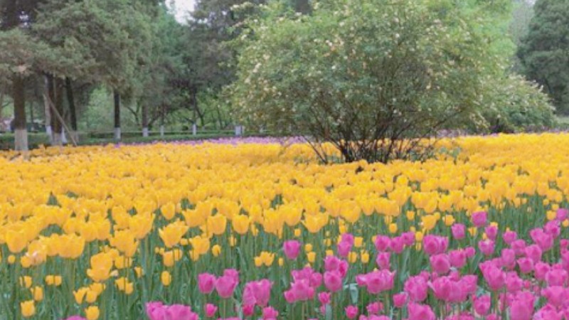 Flower tours accelerate recovery of China's tourism market