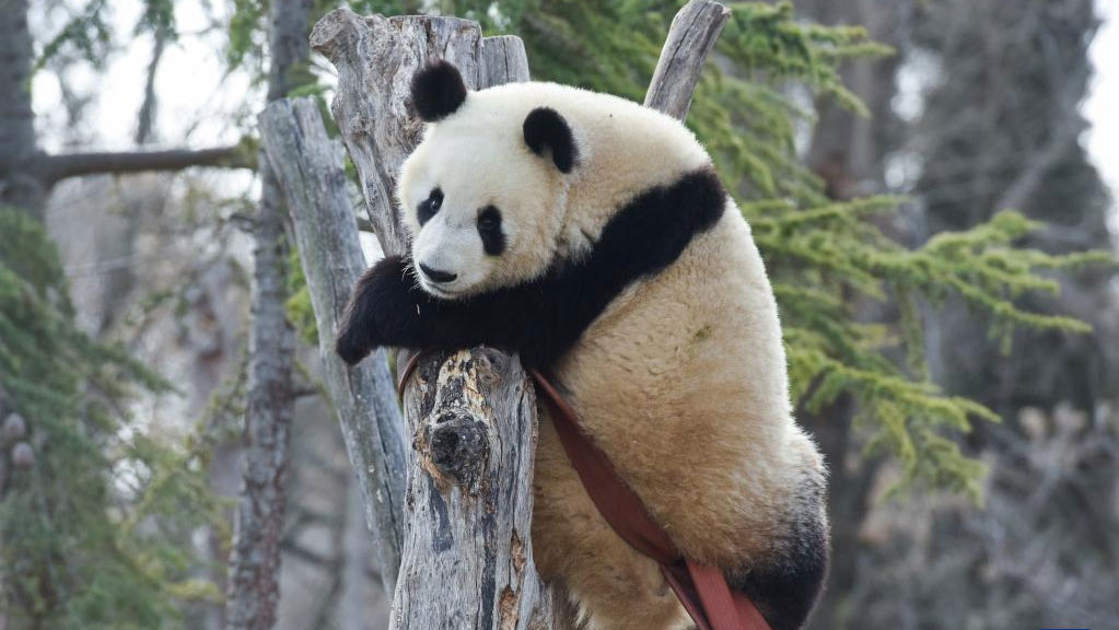 Giant panda family deemed as bridge of friendship between Spain and China