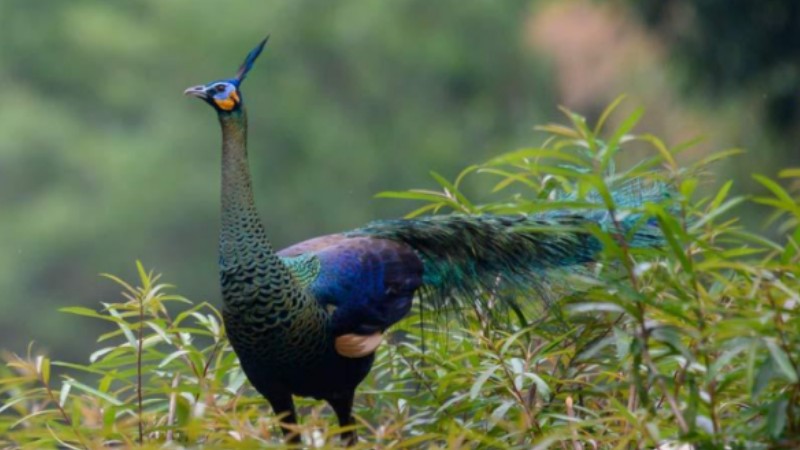 Tourism promotion in ethnic costumes