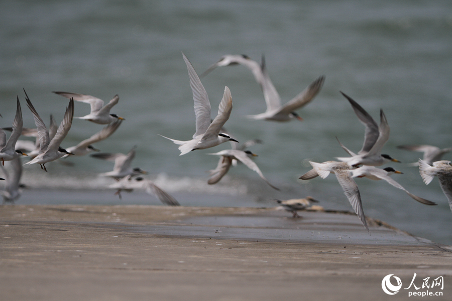 Two bird species spotted for first time in Xiamen, SE China’s Fujian