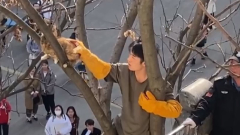 University students free cat trapped in treetop