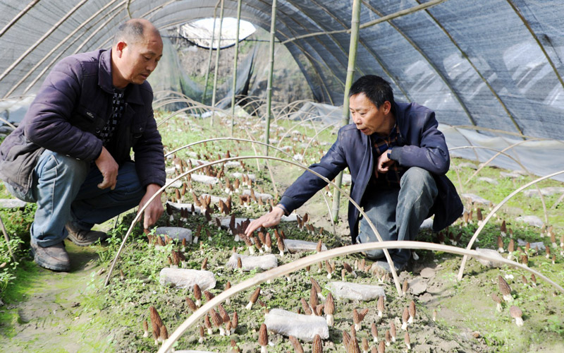 Township in C China’s Hubei drives rural revitalization through morel mushroom cultivation