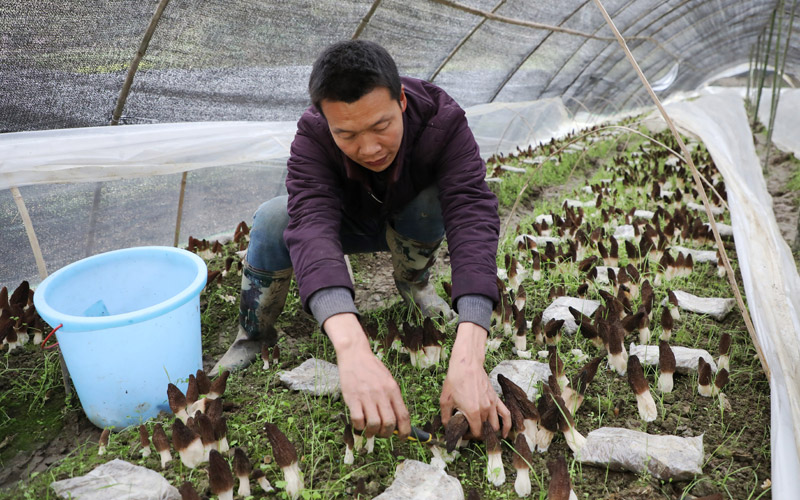 Township in C China’s Hubei drives rural revitalization through morel mushroom cultivation