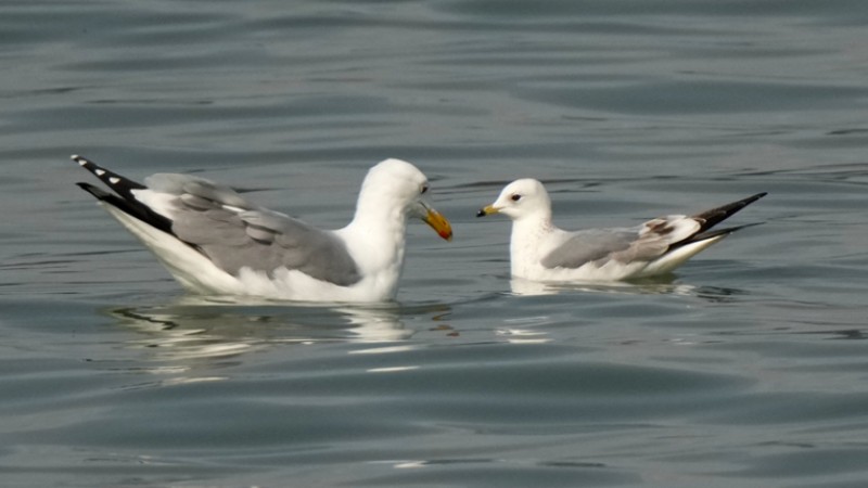 Two bird species spotted for first time in Xiamen, SE China’s Fujian