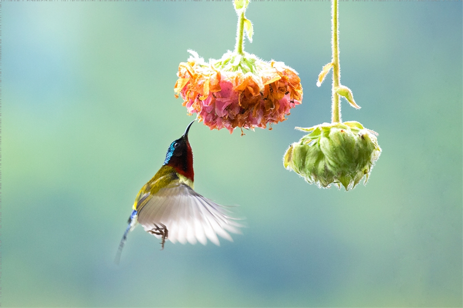 In pics: beautiful flowers and birds in Yunfu Botanical Garden, S China's Guangdong