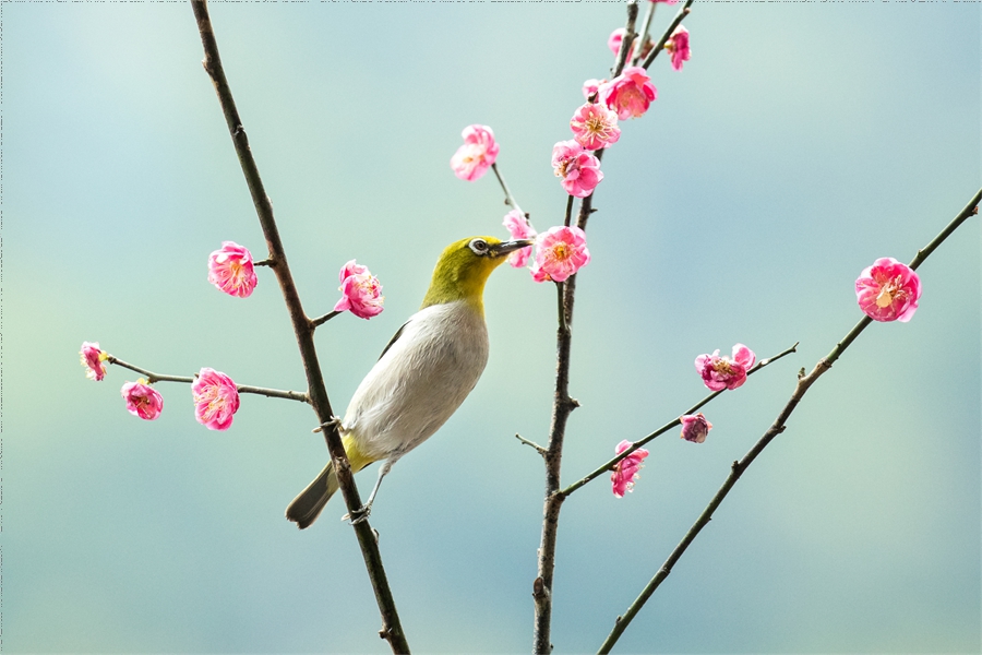 In pics: beautiful flowers and birds in Yunfu Botanical Garden, S China's Guangdong