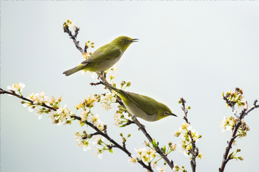 In pics: beautiful flowers and birds in Yunfu Botanical Garden, S China's Guangdong