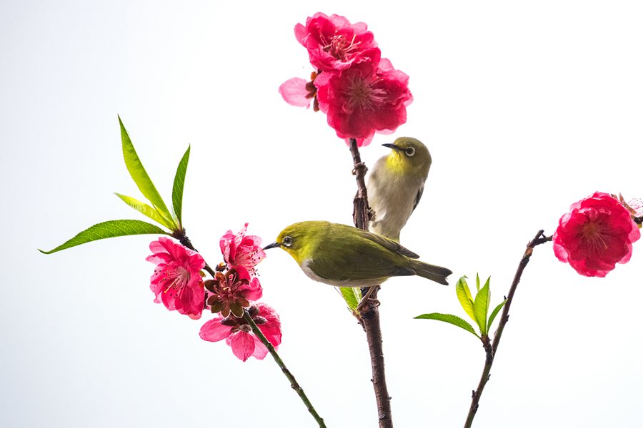 In pics: beautiful flowers and birds in Yunfu Botanical Garden, S China's Guangdong