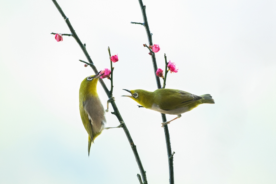 In pics: beautiful flowers and birds in Yunfu Botanical Garden, S China's Guangdong