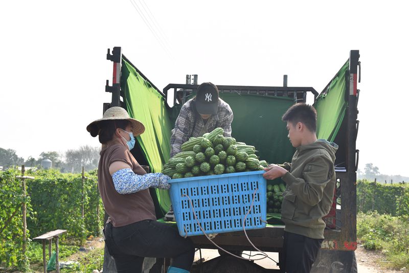 In pics: Bitter gourds harvest season in S China's Hainan