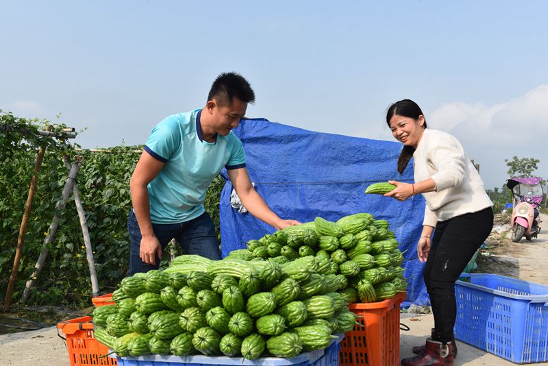 In pics: Bitter gourds harvest season in S China's Hainan