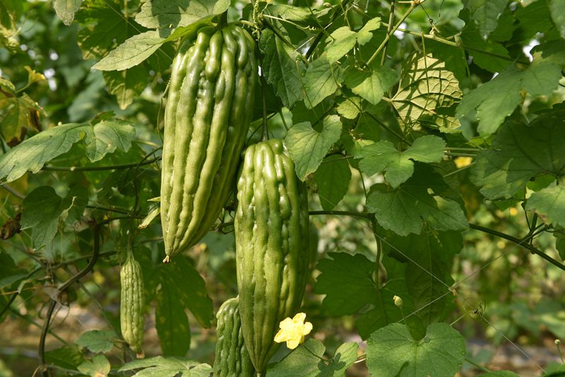 In pics: Bitter gourds harvest season in S China's Hainan