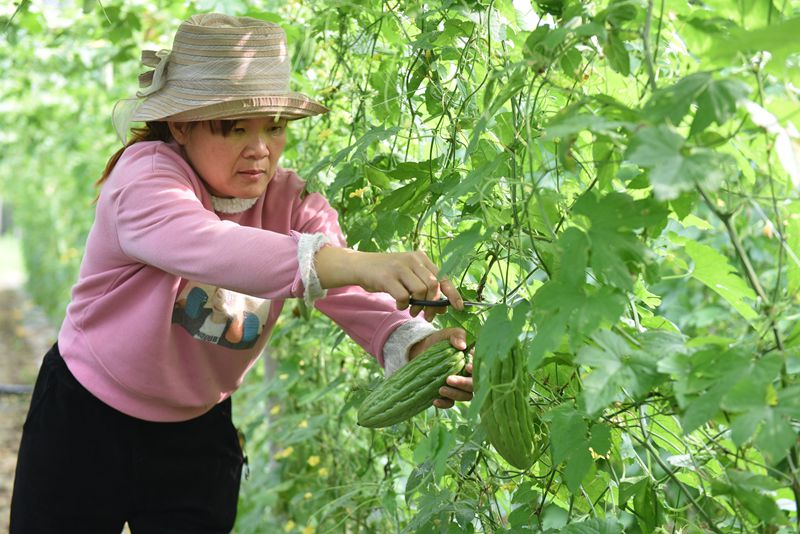 In pics: Bitter gourds harvest season in S China's Hainan