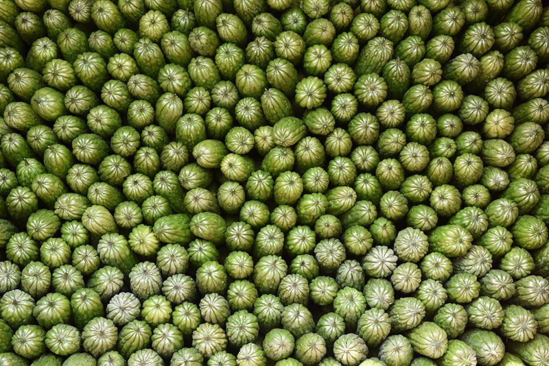 In pics: Bitter gourds harvest season in S China's Hainan