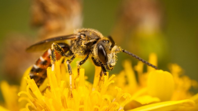 Mountain honeyhunter: Thrilling journey of gathering honey