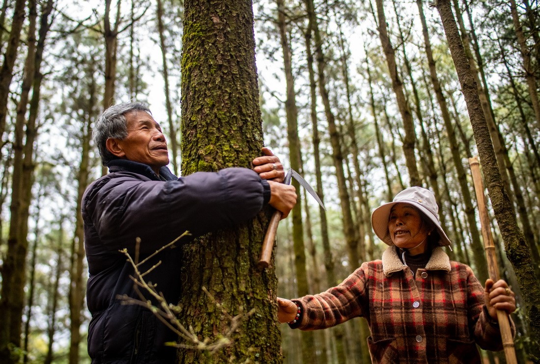 Two generations keep a green dream alive in SW China’s Yunnan