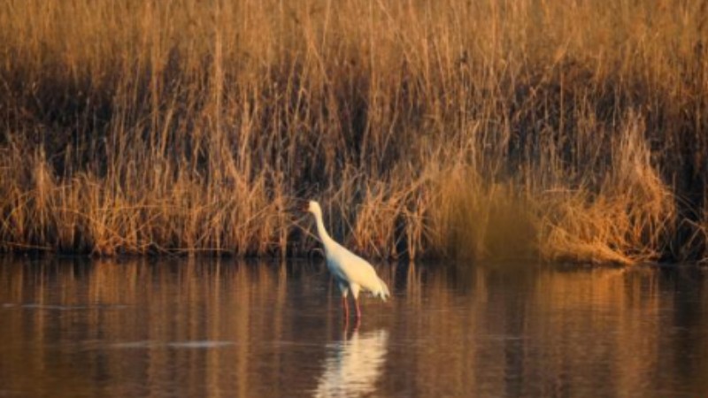 White cranes seen at Hengshui Lake in N China's Hebei