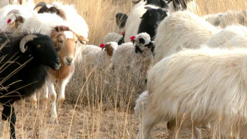 Herdspeople help ewes give birth in pastures in NW China's Mangya city