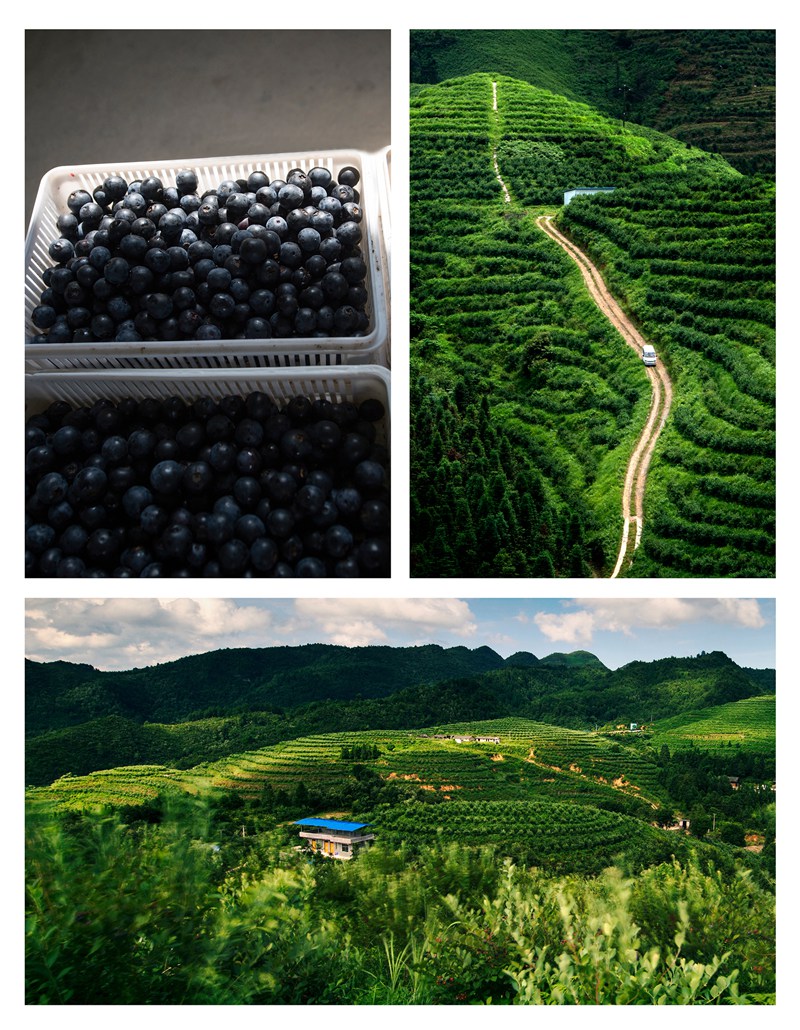 Featured agriculture thrives in Kaili, SW China’s Guizhou
