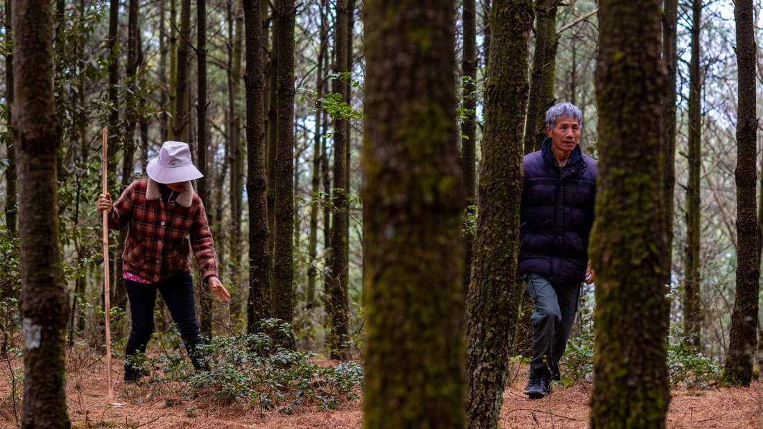 Two generations keep a green dream alive in SW China’s Yunnan
