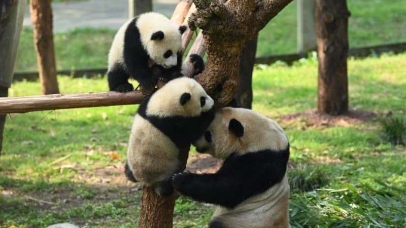 Pigeon pair panda cubs named Yu Ke and Yu Ai in Chongqing