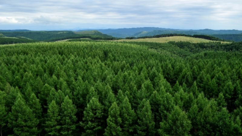 Life in the forest: Dancing with nature