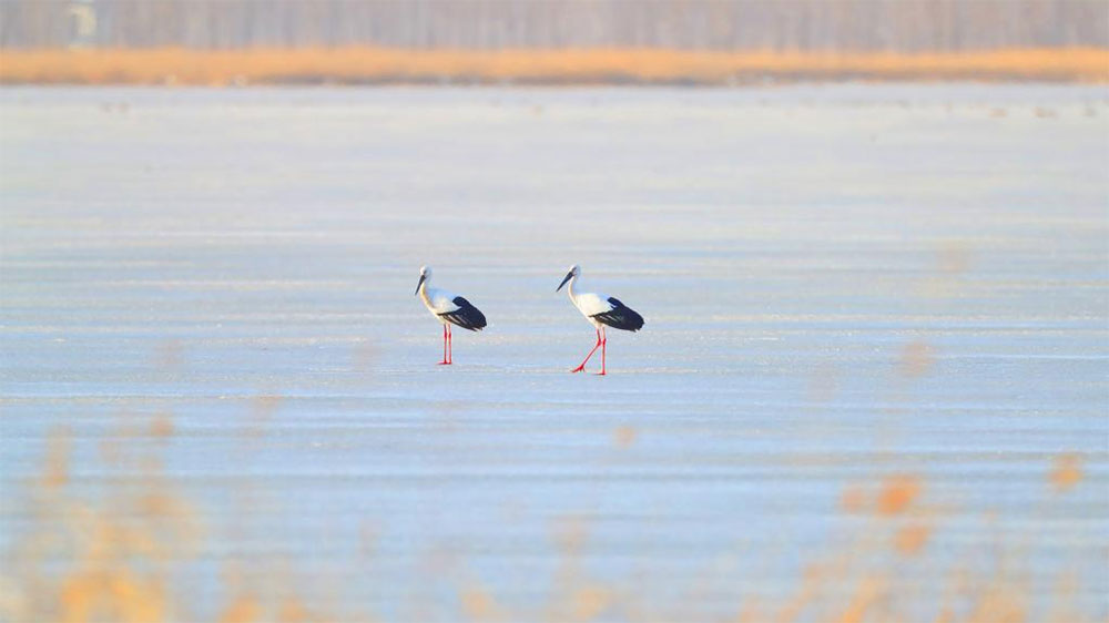 Migrant birds seen at Huanzidong wetland in NE China’s Liaoning