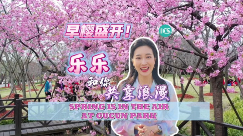 Cherry blossoms at Shanghai's Gucun Park