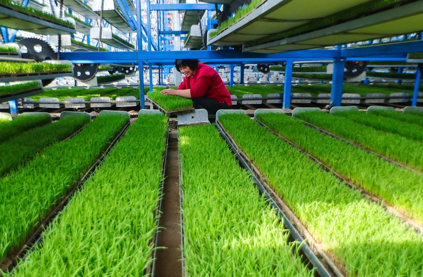 Farmers cultivate rice seedlings ‘in the air’ in C China’s Henan