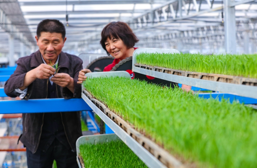 Farmers cultivate rice seedlings ‘in the air’ in C China’s Henan