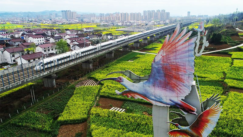 Cole flowers in full bloom attract tourists in China