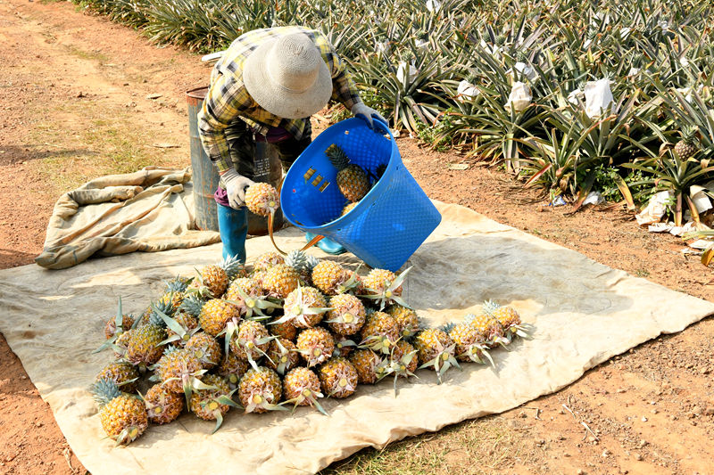 Mango pineapple output exceeds 2,000 kg per mu in S China’s Hainan